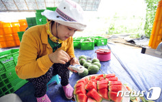 애플 수박 당도는