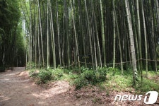산림청, 국가문화자산 5건 지정…담양 죽녹원 대나무숲 등 