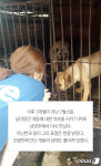 [펫카드] 남양주 개농장 200마리 개들 세상밖으로