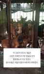 [펫카드] 남양주 개농장 200마리 개들 세상밖으로