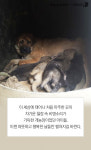 [펫카드] 남양주 개농장 200마리 개들 세상밖으로