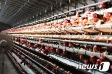 제주도, 산란계 농장에 살충제 제거 등 환경개선 지원