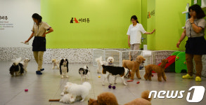 풀장 피서 등 호사 누리는 애견들…달라진 복날 풍경