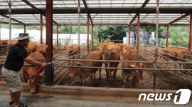 폭염경보에 속타는 축산 농민