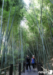대나무 숲길에서 즐기는 피서