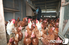 AI 회복·월드컵 특수에 닭 사육 안정세…산란계 16.8%↑
