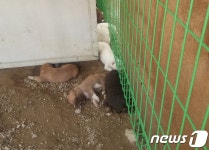 반려견이 따로 있나요?…개농장 개들 목욕시켰더니