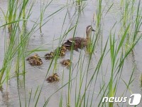 살아나는 이촌한강공원 생태계…오리가족 포착