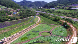 인제 김장소 마을에 활짝 핀 연꽃