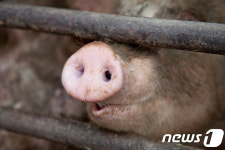 실상 드러난 英 레드트랙터 인증농장…말로만 동물복지