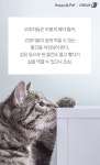 [펫카드]아무거나 주워 먹는 고양이, 해결방법은?