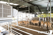 원주시, 가축 폭염피해 예방 예비비 2억원 긴급투입
