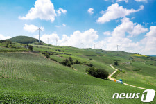 태백 매봉산 배추 낙원