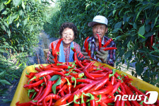 고추 풍년에 함박웃음