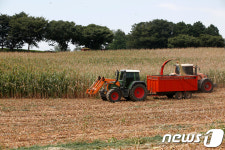 축산자원개발부 초지 옥수수 수확
