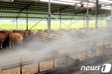 입추에도 전남 가축 폐사 속출…70만3000여마리