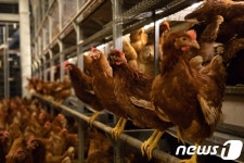 [살충제 계란 1년][르포]동물이 행복해야 사람도 좋다…풍년농장 가보니