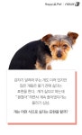 [펫카드] 만지지마… 개들의 싫다는 표현