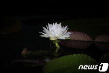 백두대간에 핀 빅토리아 크루지아나 첫째 날