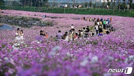 광양 서천변 코스모스길, 9월의 걷고 싶은 길에 선정