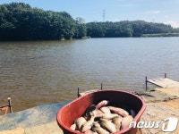 양주 남방저수지 떡붕어 떼죽음…폭염에 용존산소 부족(종합)