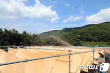 파란하늘 아래 곱게 물드는 감물염색