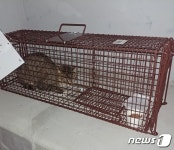 길고양이 중성화에 값싼 돼지항생제 사용한 동물병원