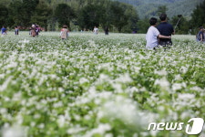 봉평은 지금 메밀꽃 활짝…평창효석문화제 발길 이어져