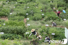 식탁물가 고공행진 텃밭 가꾸는 시민들
