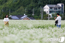봉평 메밀꽃밭에서 추억 남겨요
