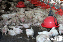 밤사이 내린 폭우로 물에 잠긴 양계장