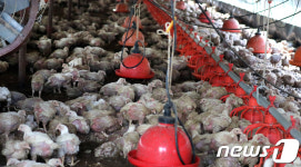 폭우에 침수 피해입은 양계장