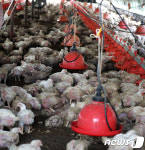 출하 앞두고 물 난리난 양계장