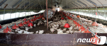 밤 사이 내린 비로 물에 잠겼던 양계장