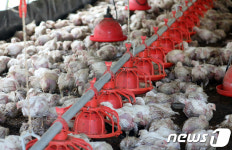 빗물에 젖은 채 몸 움크리는 닭