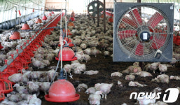 충청권 폭우 피해, 물에 잠겼던 양계장은