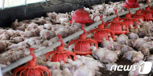 폭우에 양계장 침수, 젖은 채 몸 움크리는 닭