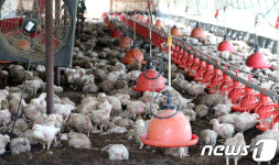 출하 앞두고 빗물에 젖은 닭