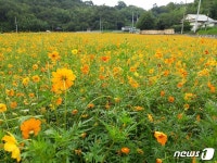 옛 하동 양보역 하성마을에 때 이른 코스모스 활짝