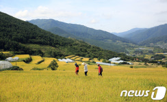 황금들판 즐기며 걷는 남원 지리산 둘레길