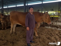 제주에서 1234kg 슈퍼한우 탄생…직전보다 14kg 더 나가