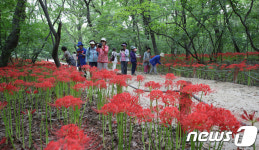 상림공원 꽃무릇 만개