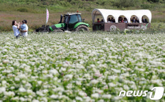 트랙터 타고 즐기는 메밀꽃밭 여행 