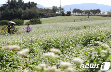 [화보]메밀꽃과 코스모스가 활짝 핀 고창 학원농장