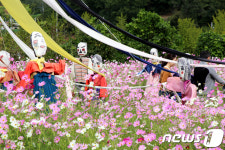 허수아비 멋지네...구미 장천면 코스모스 축제