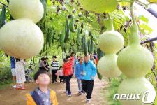 조롱박이 신기해...구미 장천면 코스모스 축제