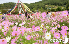 코스모스 활짝...구미 장천면 한천변 코스모스 축제