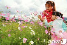 [화보]구미시 장천면 한천변 코스모스축제