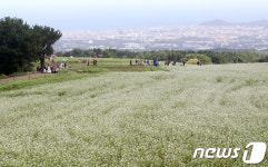 하얀 메밀꽃 속으로