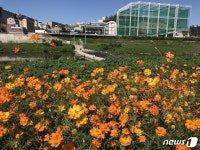 구로구 하천 따라 펼쳐지는 2.7만㎡ 꽃밭